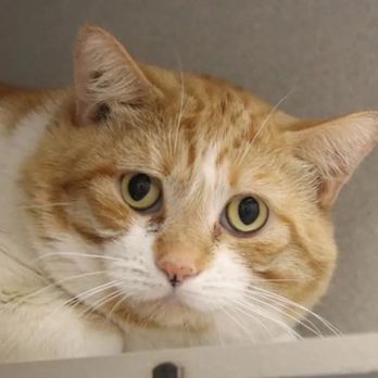 Pima Animal Care Center - Cayde - Animal Shelters Near Me - Tucson, Arizona Pima Animal Care Center - Cayde - Animal Shelters Near Me - Tucson, Arizona