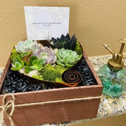 Succulents