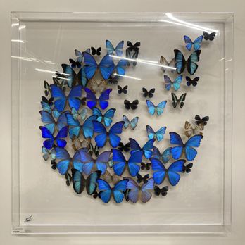 Marquee - Close up of butterfly art - Art Galleries Near Me - Asheville, North Carolina Marquee - Close up of butterfly art - Art Galleries Near Me - Asheville, North Carolina