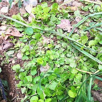 Metronet - Most of the plants can't be replaced this late in the growing season - Internet Service Providers Near Me - Lexington, Kentucky Metronet - Most of the plants can't be replaced this late in the growing season - Internet Service Providers Near Me - Lexington, Kentucky