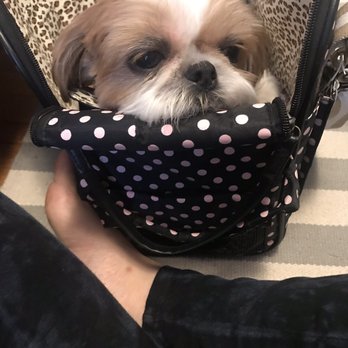 Land of Paws - Pet Groomers Near Me - Hamden, Connecticut