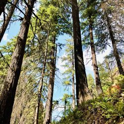 Wahclella Falls Hike