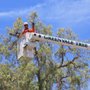 Greenvale Tree Company