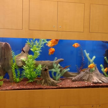 Total Aquariums - One of our freshwater accounts using our new artificial wood. No leaching and no softening of the water. Its light and flexible. - Aquarium Services Near Me