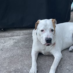 Happy Hound Dog Resorts - Stoney enjoys going to daycare, he is much happier after playing with his friends. He suffers from separation anxiety and it helps alot.