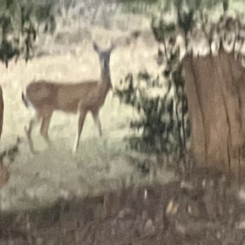 Hidden Hill RV Park - One of the local deer. - RV Parks Near Me - Spring Branch, Texas