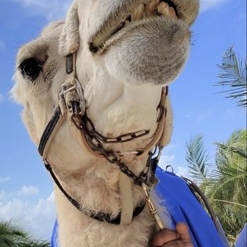Maroma Adventures - Habibi! - Boating Near Me - Playa del Carmen, ROO Maroma Adventures - Habibi! - Boating Near Me - Playa del Carmen, ROO