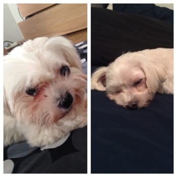 Bushwick Bark - This doesn't even look like the same dog! - Pet Stores Near Me - Brooklyn, New York Bushwick Bark - This doesn't even look like the same dog! - Pet Stores Near Me - Brooklyn, New York