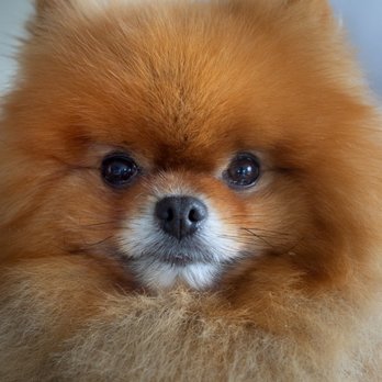 Mallory Kates Photography - Pet Photography Near Me - Boulder, Colorado