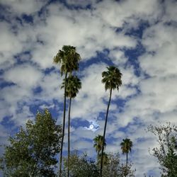 Lake Balboa/Anthony C. Beilenson Park - Beautiful!