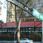 Photo of Quebracho