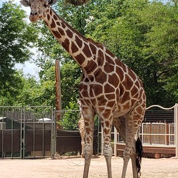 Denver Zoo - Dobbie - Zoos Near Me - Denver, Colorado