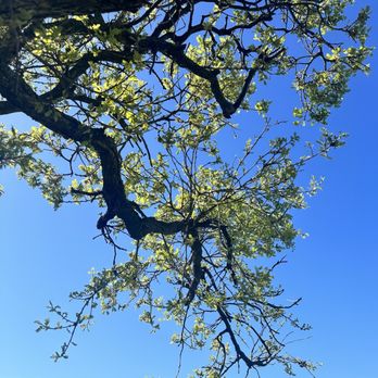 Lagoon Valley Park - Tree beach & leaves - Parks Near Me - Vacaville, California Lagoon Valley Park - Tree beach & leaves - Parks Near Me - Vacaville, California