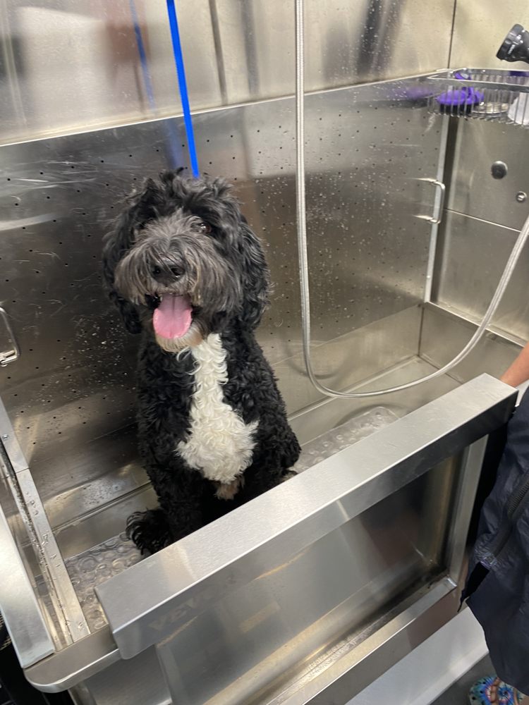 RIPS VROOM & GROOM Updated April 2024 Colorado Springs, Colorado