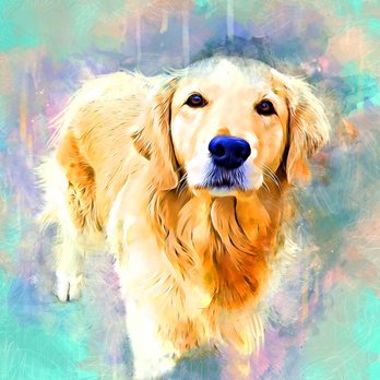 bear valley golden retrievers