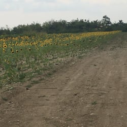 Felicias Farm