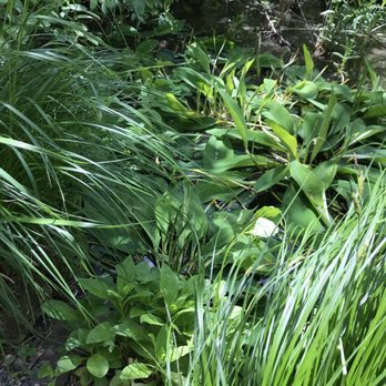 Garden In the Woods - June 2017 - Botanical Gardens Near Me - Framingham, Massachusetts