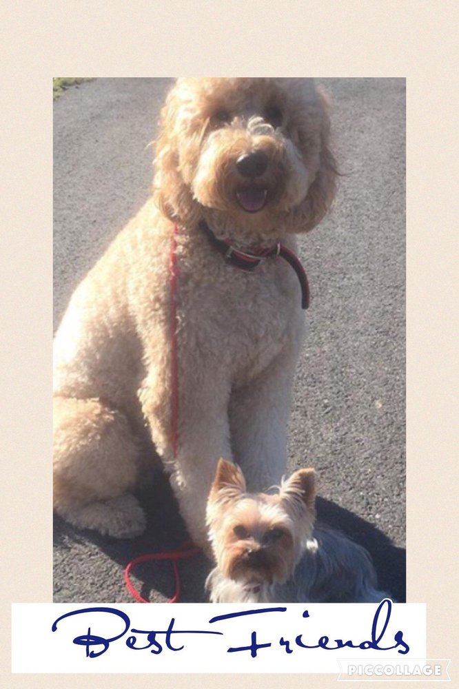 NYC CANINE STYLING Updated August 2024 21 Photos 2907 Sterlington