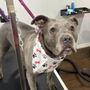 Photo of Pretty Paws Canine Salon