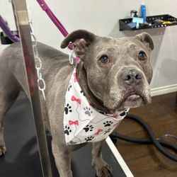 Pretty Paws Canine Salon