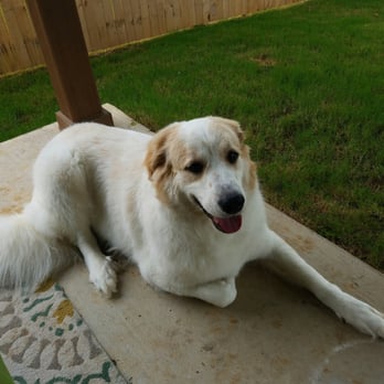 Azle Pet Salon - Pet Groomers Near Me - Azle, Texas Azle Pet Salon - Pet Groomers Near Me - Azle, Texas