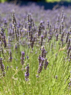 Matanzas Creek Winery by null