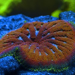 Wojtek's Reef - Maxi Mini Carpet Anemone