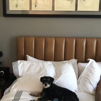 Thompson Savannah - Doggies love to take vacations, too! Thank you for making your hotel pet-friendly! Yay! - Hotels Near Me - Savannah, Georgia Thompson Savannah - Doggies love to take vacations, too! Thank you for making your hotel pet-friendly! Yay! - Hotels Near Me - Savannah, Georgia