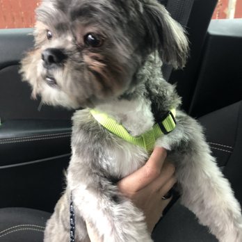 Jen’s Grooming - Chewy looking so handsome - Pet Groomers Near Me