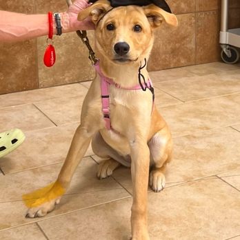 PetSmart - Pet Stores Near Me - Chantilly, Virginia