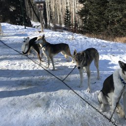 Dogs waiting before harnesses. Super friendly and stronger than they look!