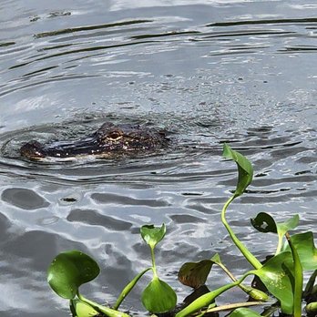 Ultimate Swamp Adventures - Alligator - Tours Near Me - Westwego, Louisiana Ultimate Swamp Adventures - Alligator - Tours Near Me - Westwego, Louisiana
