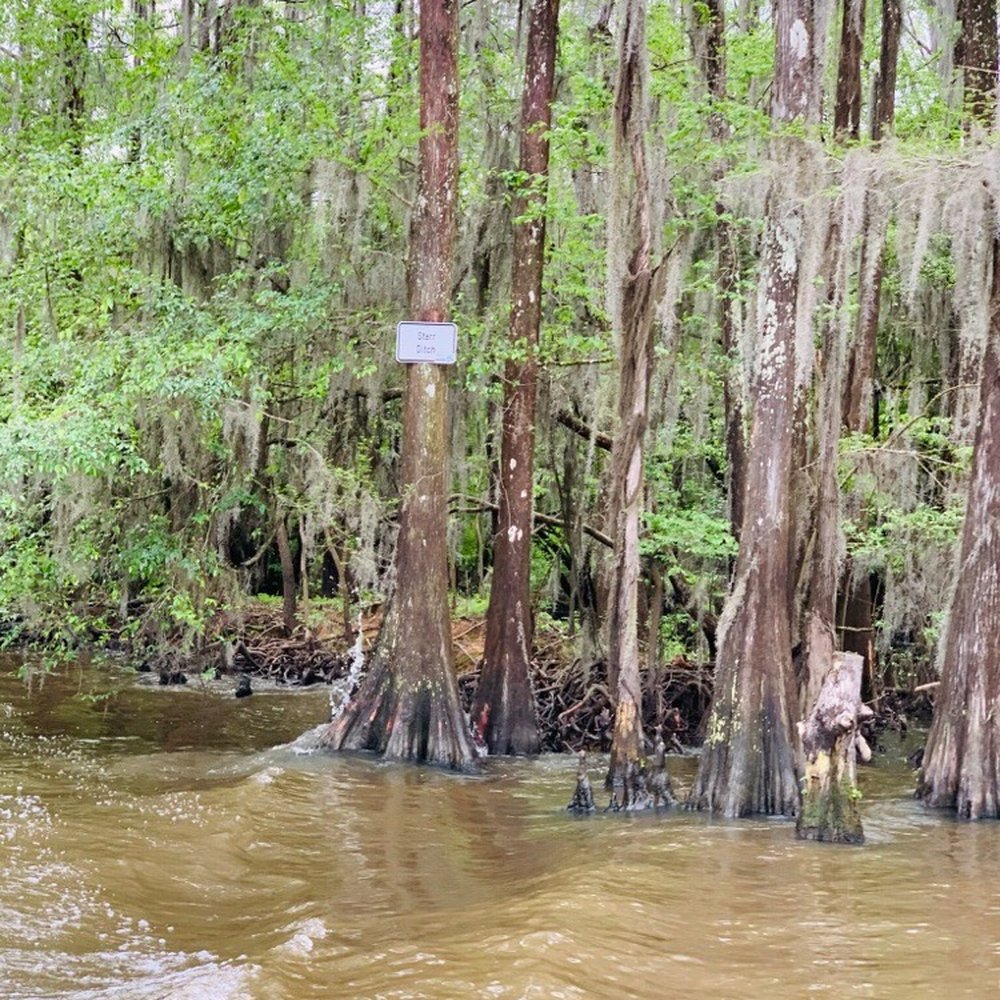 Caddo Lake Bayou Tours - Boat Tours Near Me - Uncertain, Texas