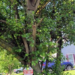Self Secured Networks - Camera installed in a tree 180° field of view.