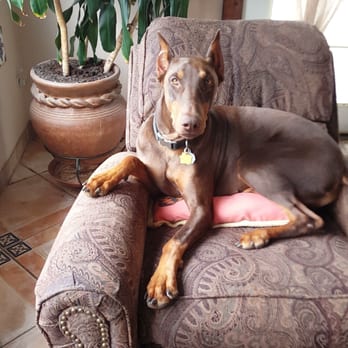 Doberman Pinscher Rescue - Animal Shelters Near Me - Fillmore, California Doberman Pinscher Rescue - Animal Shelters Near Me - Fillmore, California