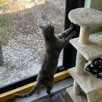 The Kitty Beautiful - Cafes Near Me - Orlando, Florida The Kitty Beautiful - Cafes Near Me - Orlando, Florida
