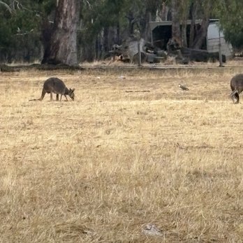 Cleland Wildlife Park - Wildlife - Coffee & Tea Near Me - Crafers, SA