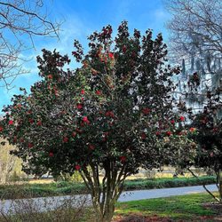 Hampton Park