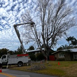 Nate’s Tree Service - Tree trimming