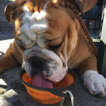 The Gallon House - Dog Friendly! - Burgers Near Me - Silverton, Oregon The Gallon House - Dog Friendly! - Burgers Near Me - Silverton, Oregon