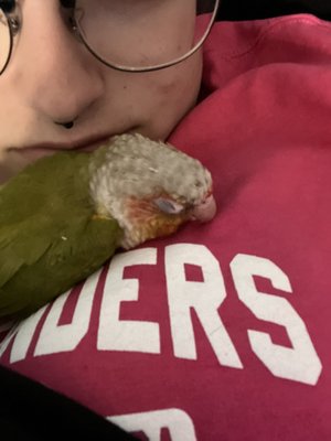 BIRDMAN'S PARROTS by null