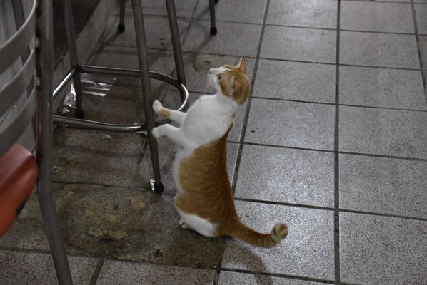 Mercado Lucas De Galvéz by null