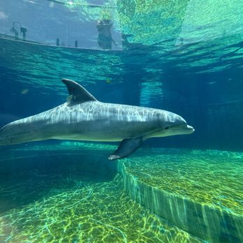 Mississippi Aquarium - A very pretty dolphin - Aquariums Near Me - Gulfport, Mississippi