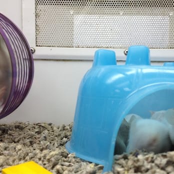 Petco - Some people buy these and feed them to their snakes.  Poor little mouse. - Pet Stores Near Me - Ventura, California