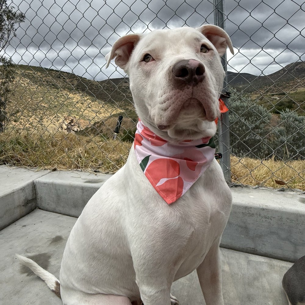 Euphoric Pet Grooming - Pitbull Kuko, Rhiannon took excellent care of ! - Pet Groomers Near Me - La Mesa, California