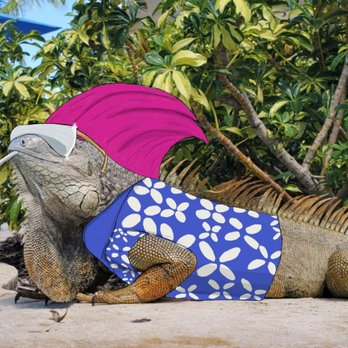 Green Iguana - Manager - Bars Near Me - Tampa, Florida Green Iguana - Manager - Bars Near Me - Tampa, Florida