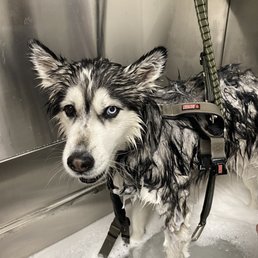 First Bath at Tractor Supply Co.