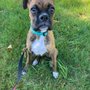 WalkerDog Pet Sitting and Dog Walking