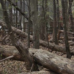 Carolina Land & Tree - View of house before