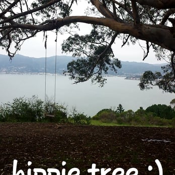Hippie Tree - @smiley_brookie - Hiking Near Me - Tiburon, California